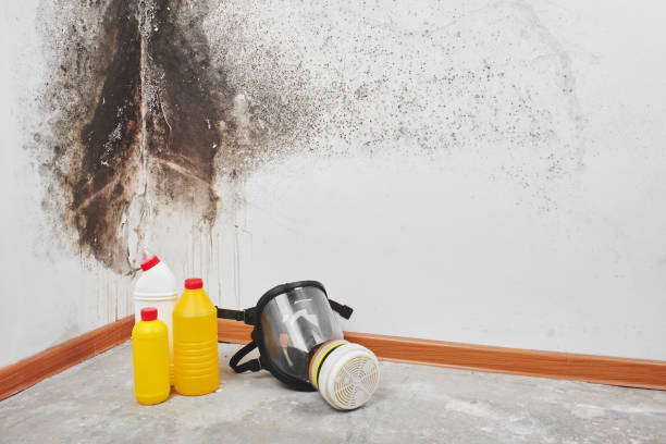 Best Office Mold Removal Services  in Denton, MD