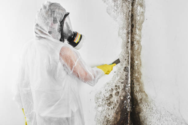 Best Mold Testing  in Denton, MD