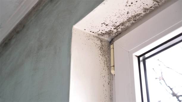 Home Mold Removal in Denton, MD