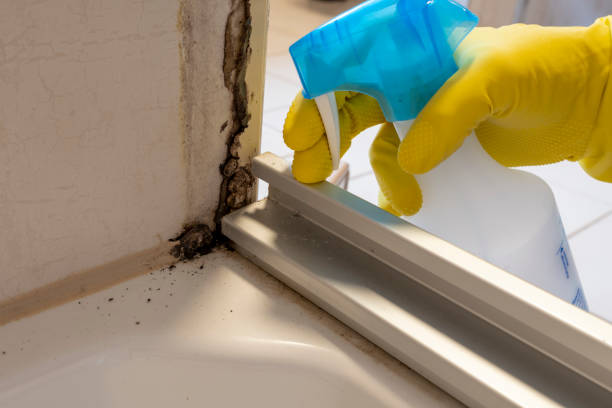 Best Mold Remediation  in Denton, MD