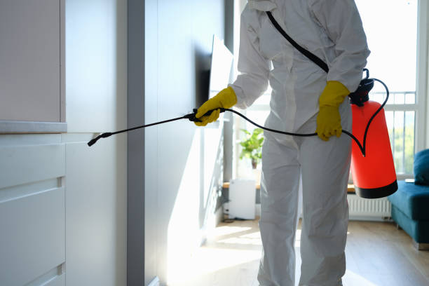 Best Local Mold Removal Service  in Denton, MD