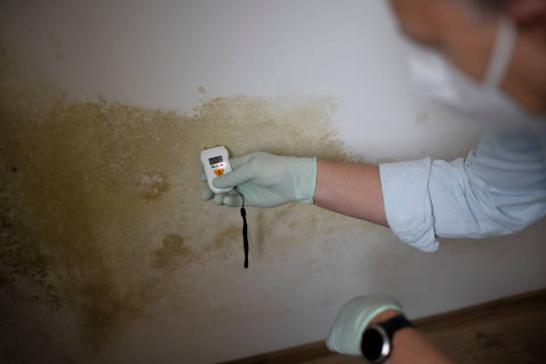 Best Home Mold Removal  in Denton, MD