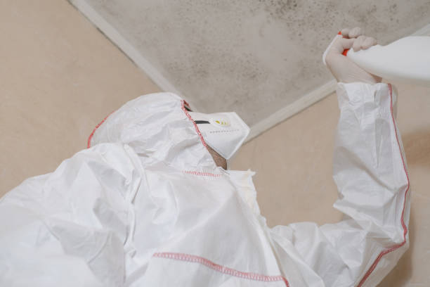 Best Mold Testing and Removal  in Denton, MD