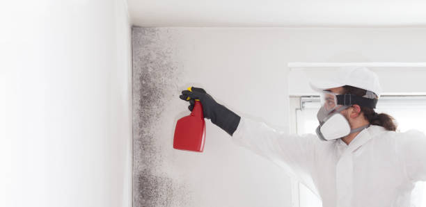 Best Mold Cleaning Services  in Denton, MD
