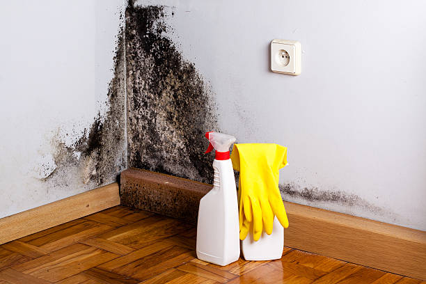 Attic Mold Removal in Denton, MD