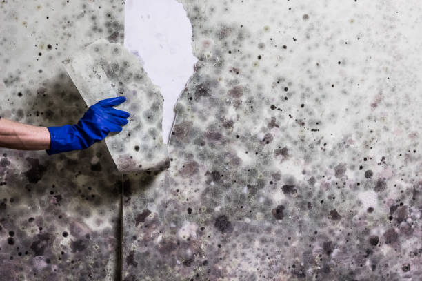 Best Attic Mold Removal  in Denton, MD