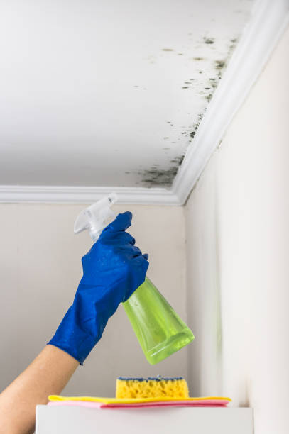 Best Mold Damage Repair  in Denton, MD